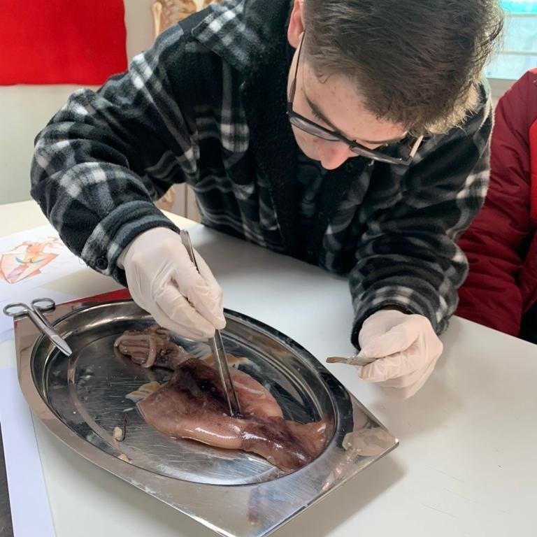 Disección de calamar por alumnos de 5to biológico Disección de calamar por alumnos de 5to biológico